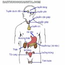 Xoa bóp các tuyến và cơ quan giúp cơ thể khỏe mạnh